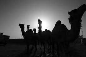 And then the father might be more open, seeing how this man is from a strong rich family. Birqash Camel Market How Much Is A Camel Worth In Egypt