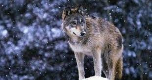 The Northern Rocky Mountain Wolf Is A Light Colored Wolf Of Medium To Large Size Averaging From 85 To 115 Pounds The Larges Rocky Mountains Wolf Wolf Photos