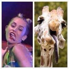 Miley cyrus smoking a bong. Catia On Twitter Funny Pictures Funny Funny Cute