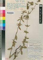 Image result for Agathisanthemum