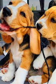Beagle Puppies Playing 8 Week Old Beagle Puppy Compilation Fish Hunt Buzz Beagle Puppy Cute Beagles Puppy Play