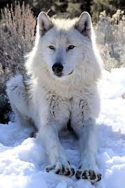 It is one of the most famous prehistoric carnivores in north america, along with its extinct competitor smilodon. Pin By D J Cascante On Wolves X Wolf Dog Animals Wolf Pictures