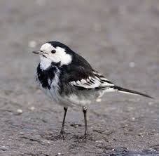 Common Birds Of Cape Cod Pin By Diana Rouse On Nature In 2020 Beautiful Birds Common Garden Birds Small Garden Birds