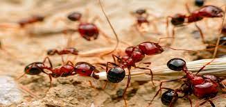 Fire ants are common ants that people in southeast asia often find sharing the house with them. How To Compare Red Ants Vs Fire Ants Chorbie Home Services
