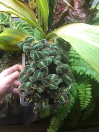 Image result for Nesaea sarcophylla