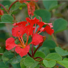 Image result for Bauhinia galpinii