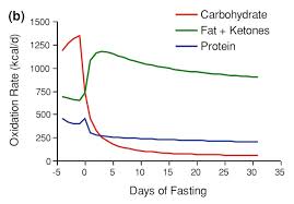 Fasting Experiment What Happened Before During After 20