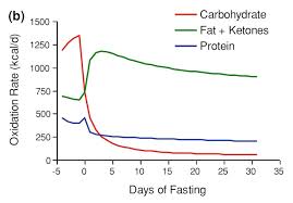 fasting experiment what happened before during after 20