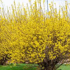 See and discover other items: Lynwood Gold Forsythia Shrubs For Sale Michigan Bulb