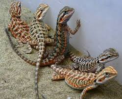 Baby Black Bearded Dragon For Sale Red And Black Citrus Morph Bearded Dragon Colors Baby Bearded Dragon Bearded Dragon Care
