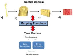 Related online courses on physioplus. Bone Remodeling And Biomechanical Processes A Multiphysics Approach