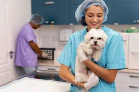 Choosing the Right Animal Hospital Makes All the Difference for Your Pet's  Health - Gofor2and5 - Fruits and Veg