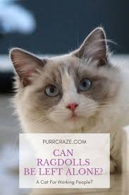 Pet portraits of your favorite pet. Can Ragdoll Cats Be Left Alone Purr Craze