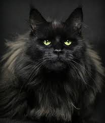 Black And White Maine Coon Cats For Sale Pin On Maine Coon Cats