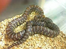 Jelly Brooks Kingsnake
