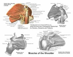 The muscles in the shoulder aid in a wide range of movement and help protect and maintain the main shoulder joint, known as the. Anatomy Posters Poster Template