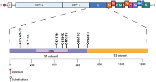Hamster picture 835 1000 jpg / hamster picture 835 1000 jpg : The Human Pandemic Coronaviruses On The Show The Spike Glycoprotein As The Main Actor In The Coronaviruses Play Sciencedirect