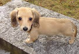 All puppies leave with a 2 year genetic health guarantee and if kept on nuvet plus 4 yr guarantee. Cute English Cream Mini Dachshund Puppy Weenie Dogs Dachshund Mini Dachshund