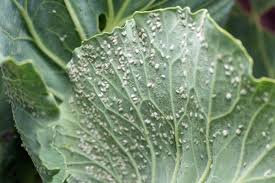 Image result for whitefly in cucumber