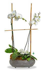 Transplanting an orchid into a pot that's too large will force the plant to focus on root growth rather than flowering. Two Large White Orchids In Agoura Hills Ca Oakbrook Florist The Gift Garden