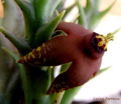 Image result for Orbea umbracula