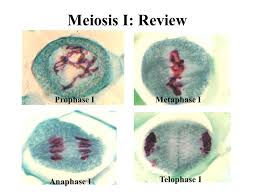 There are three major types of cell division, namely, binary fission, mitosis and meiosis. Telophase 1 Under Microscope Micropedia