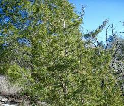 Scientific Name S Juniperus Ashei Juniperus Virginiana Abundance Common What Leaves Berries How Leaves See Medicinal Plants Juniper Summer Season