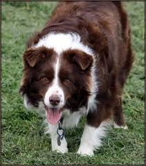 Pin By Joe White On Animals Red Border Collie Brown Border Collie Collie Puppies