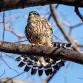 CT Audubon, Pomfret: Trail Wood Bird Walk event image