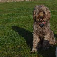 We are the proud parents of 2 wonderful daughters as well as our 4 legged family members. Breed Labradoodles Ireland