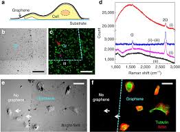 Animal cell under microscope labelled. Graphene Enabled Electron Microscopy And Correlated Super Resolution Microscopy Of Wet Cells Nature Communications