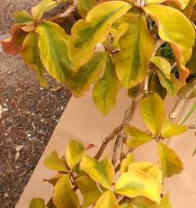 Image result for Pereskia aculeata