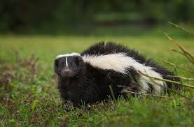 For your own safety if you own a skunk and live in an area where it's not. Creature Feature Striped Skunk Natural Resources Council Of Maine
