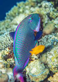 35 Most Colorful Animals In The World Mammals Birds Insects Reptiles Colorful Animals Parrot Fish Ocean Creatures