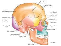 Axial Skeleton Skeletal Organization