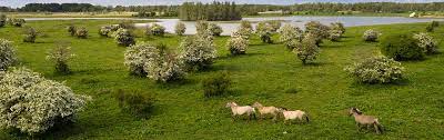 Buurt oostvaardersplassen, nederland, de gemeente, de wijk en de andere buurten binnen de wijk. Oostvaardersplassen Holland Com