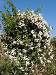 Rose climbers vs ramblers roses. Rose Rambling Rector