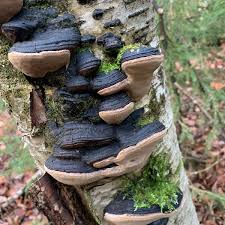 Image result for Phellinus igniarius