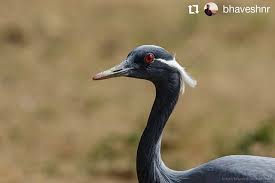 List Birds That Start With B Follow Our Team Lead For Some Fantastic Collection Of Wildlife Images Visit Us At Www Wild India In Repo In 2020 Wildlife Photography Animals Images Bird Photography