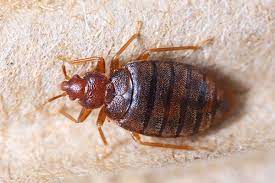 These are small, brownish red insects that are oval in shape. Signs Of Bed Bugs Terminix