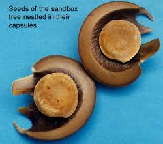 Top 10 tropical fruits you've never heard of. Botanical Beads Of The World