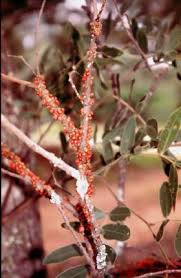 Image result for Apodanthaceae