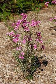 Chamelaucium Uncinatum Wikidata