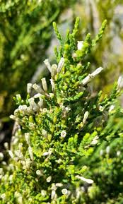 Image result for Fabiana imbricata