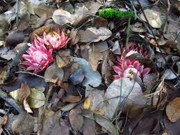 Image result for Thonningia