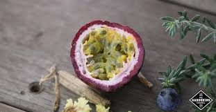 Passiflora edulis is the purple passionfruit. 12 Surprising Health Benefits Of Passion Fruit And Its Vine Leaves Gardening Channel