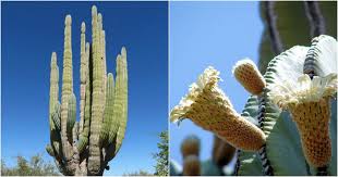 Image result for Pachycarpus lineolatus