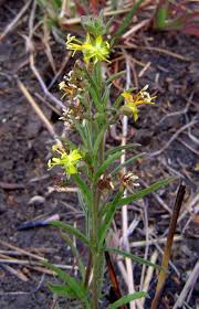 Image result for Vahlia capensis