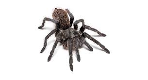 Image result for Tarantula Bite