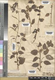 Image result for Acalypha ambigua